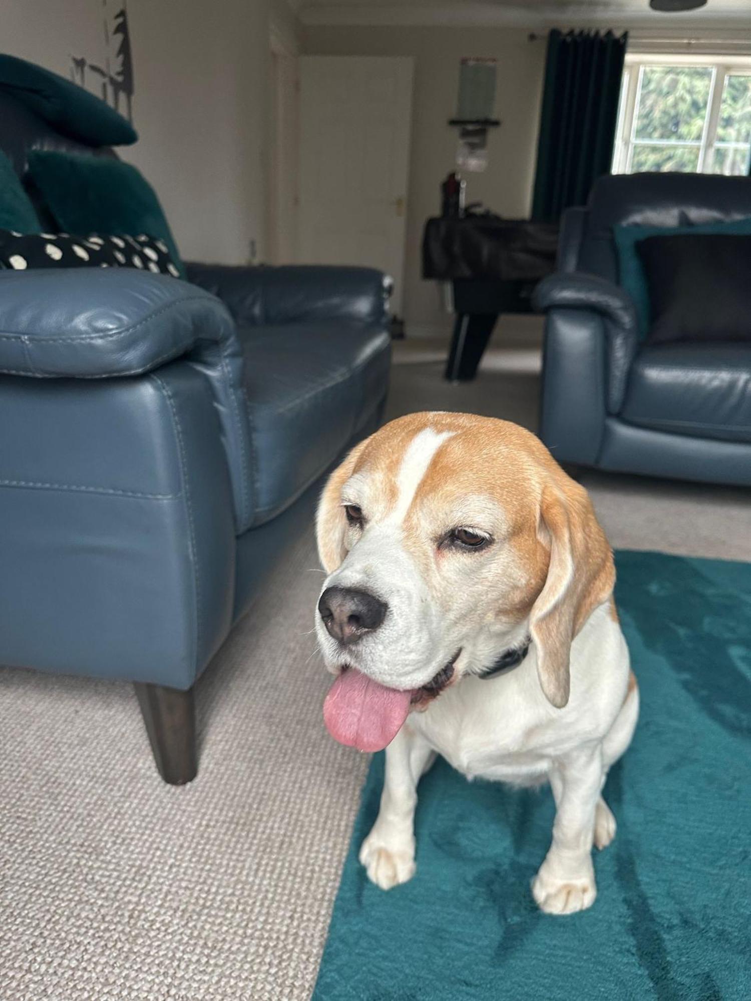 Hereford - Finch House - Modern 4 Bedroom House Located In South Hereford, Dog Friendly With Nearby Countryside, Pool Table, Sleeps Up To 10 Guests - Hosted By Rentmyhouse Exterior foto